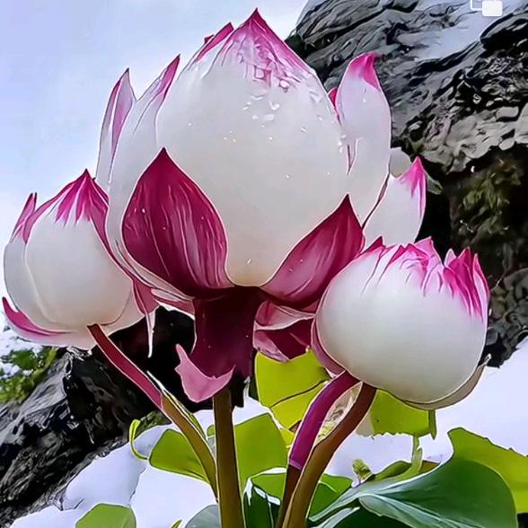 💗 ᭄龙凤💞呈祥⁵²ᐤꦿᩚ࿐