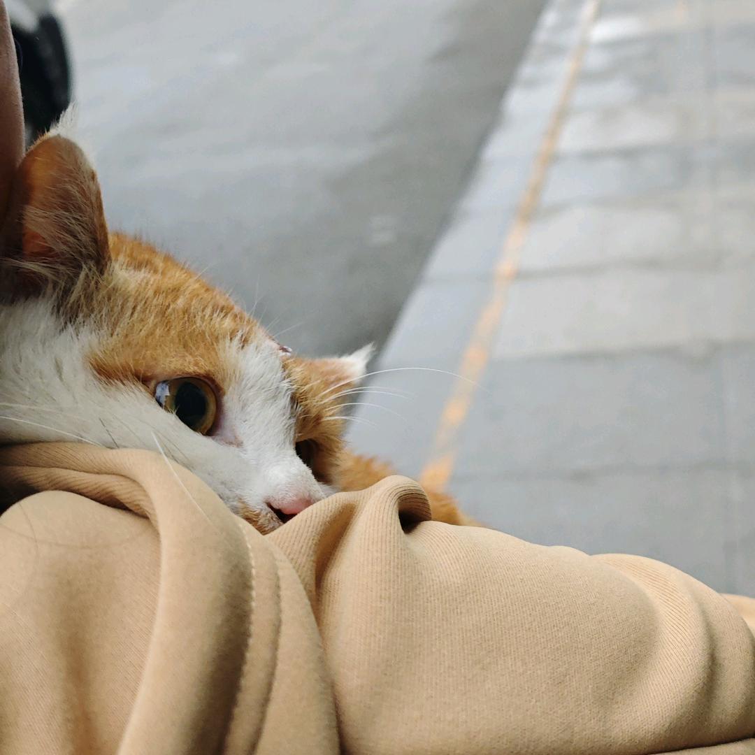穿靴子的猫