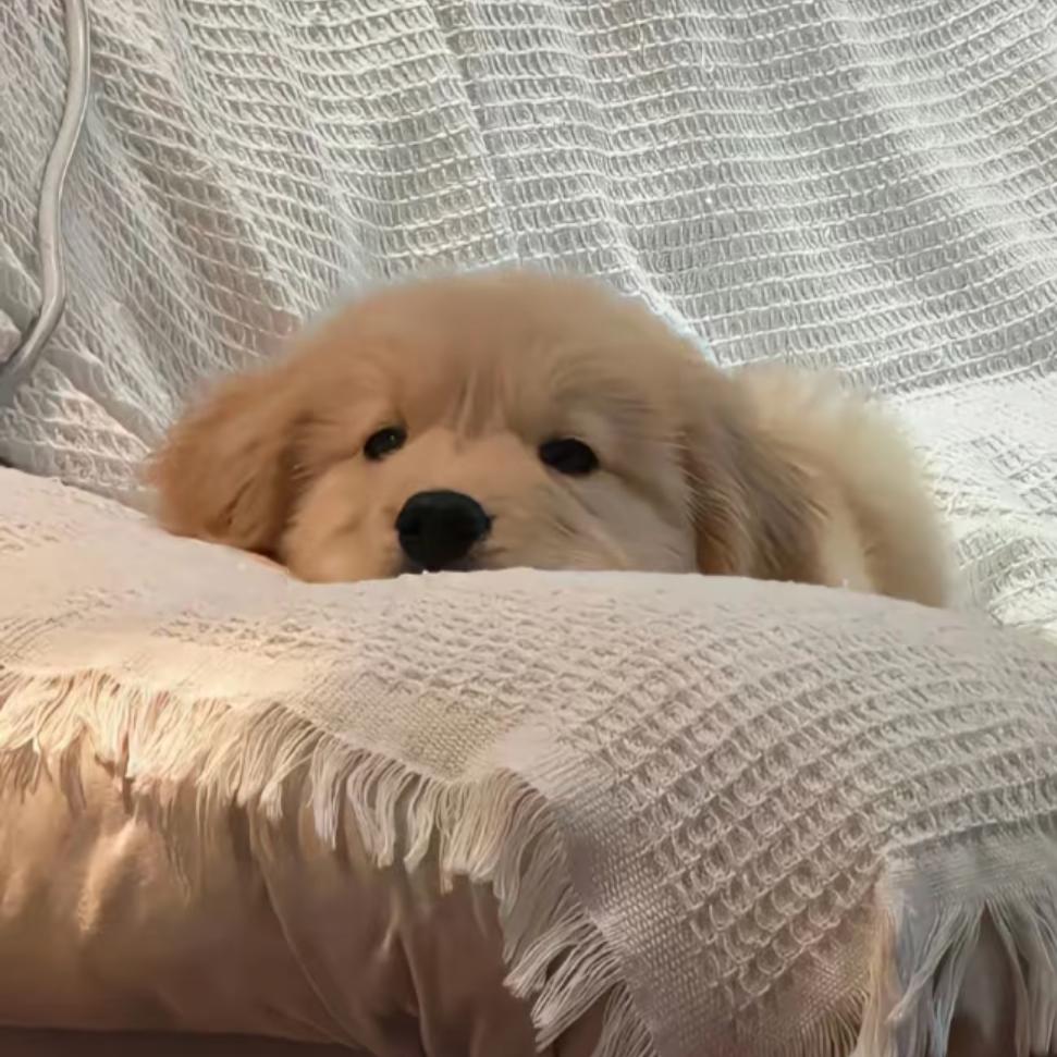 诗诗