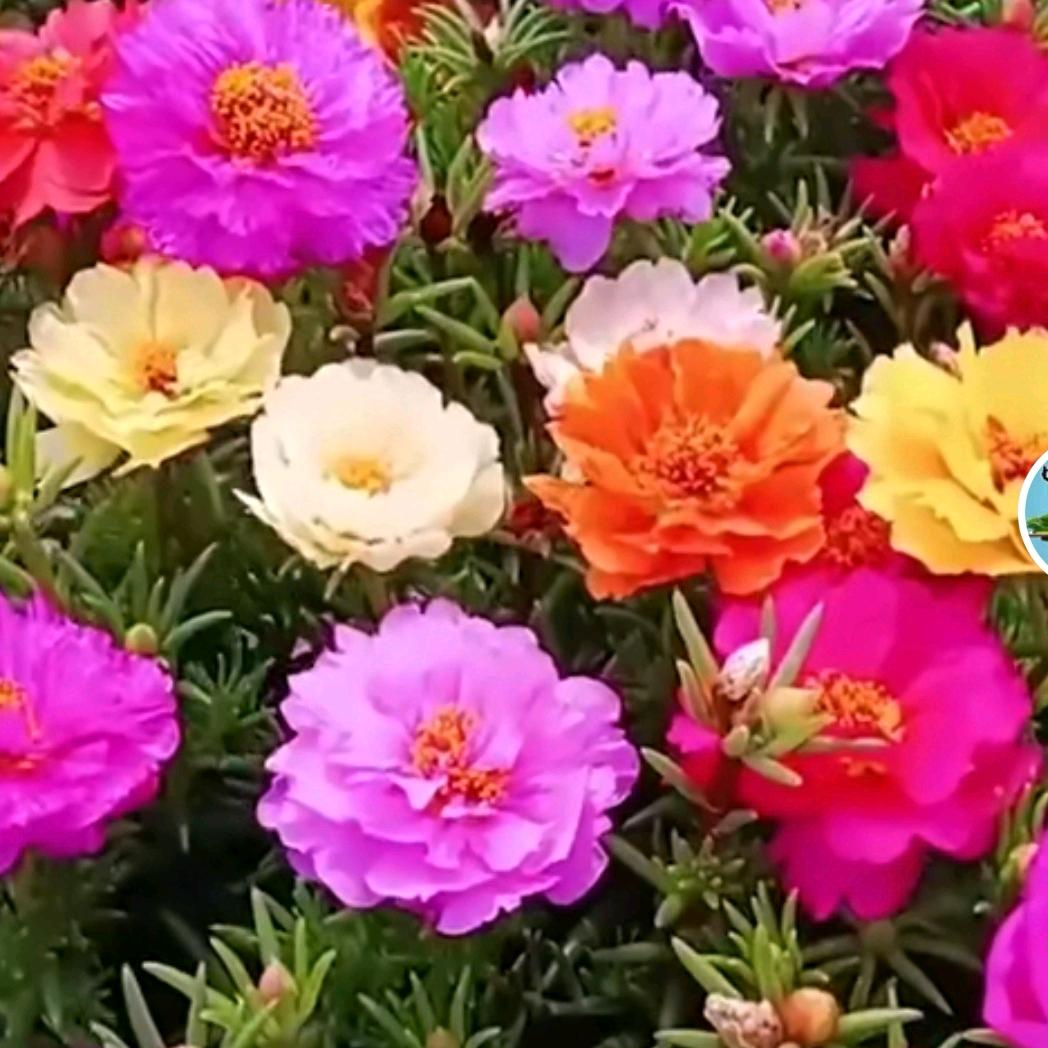 ঞ🍒好运꧔ꦿ᭄加满࿐ᩚ: ঞ🍒
