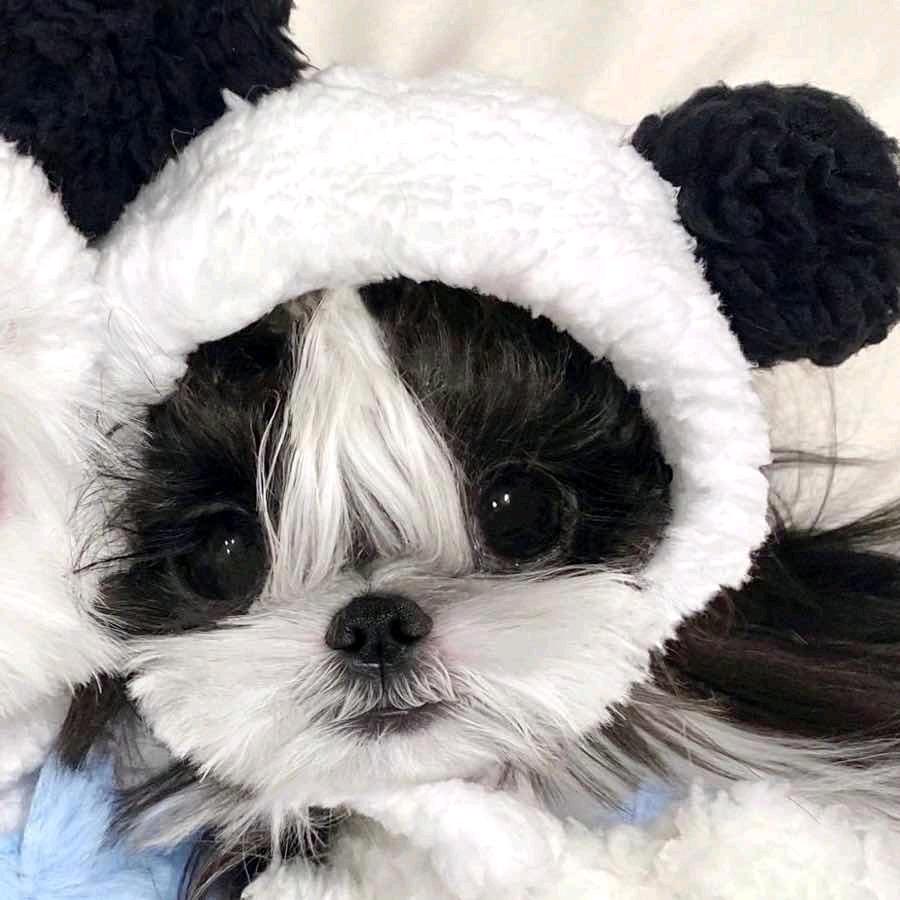柚有钱啦