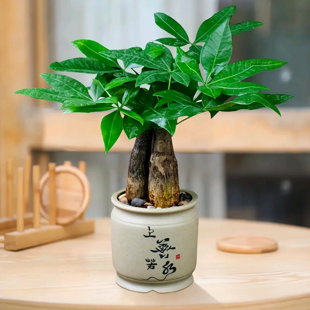 千山总是情
