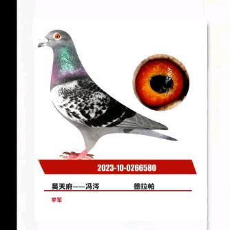 昊天府——冯涔