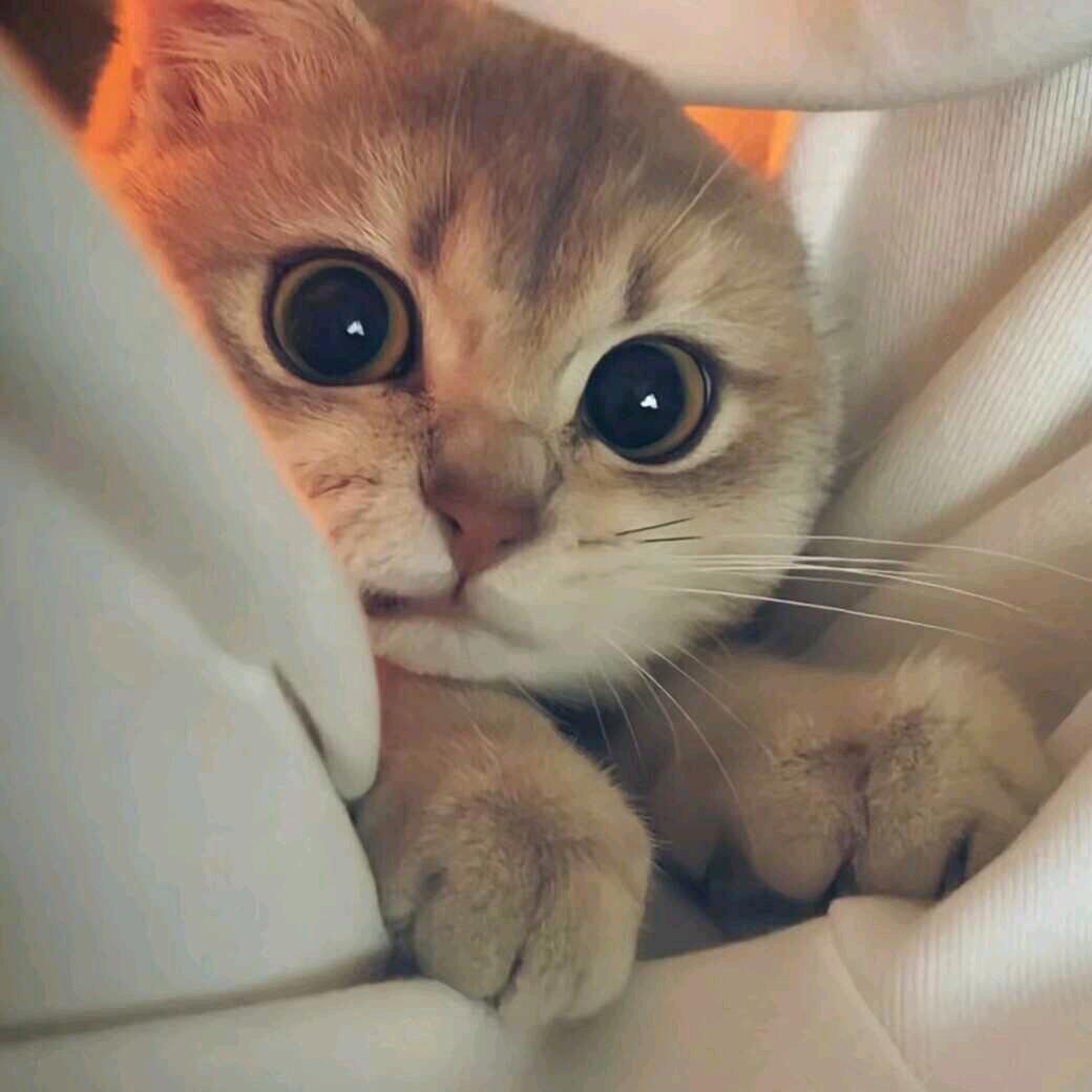 胡巴胡巴