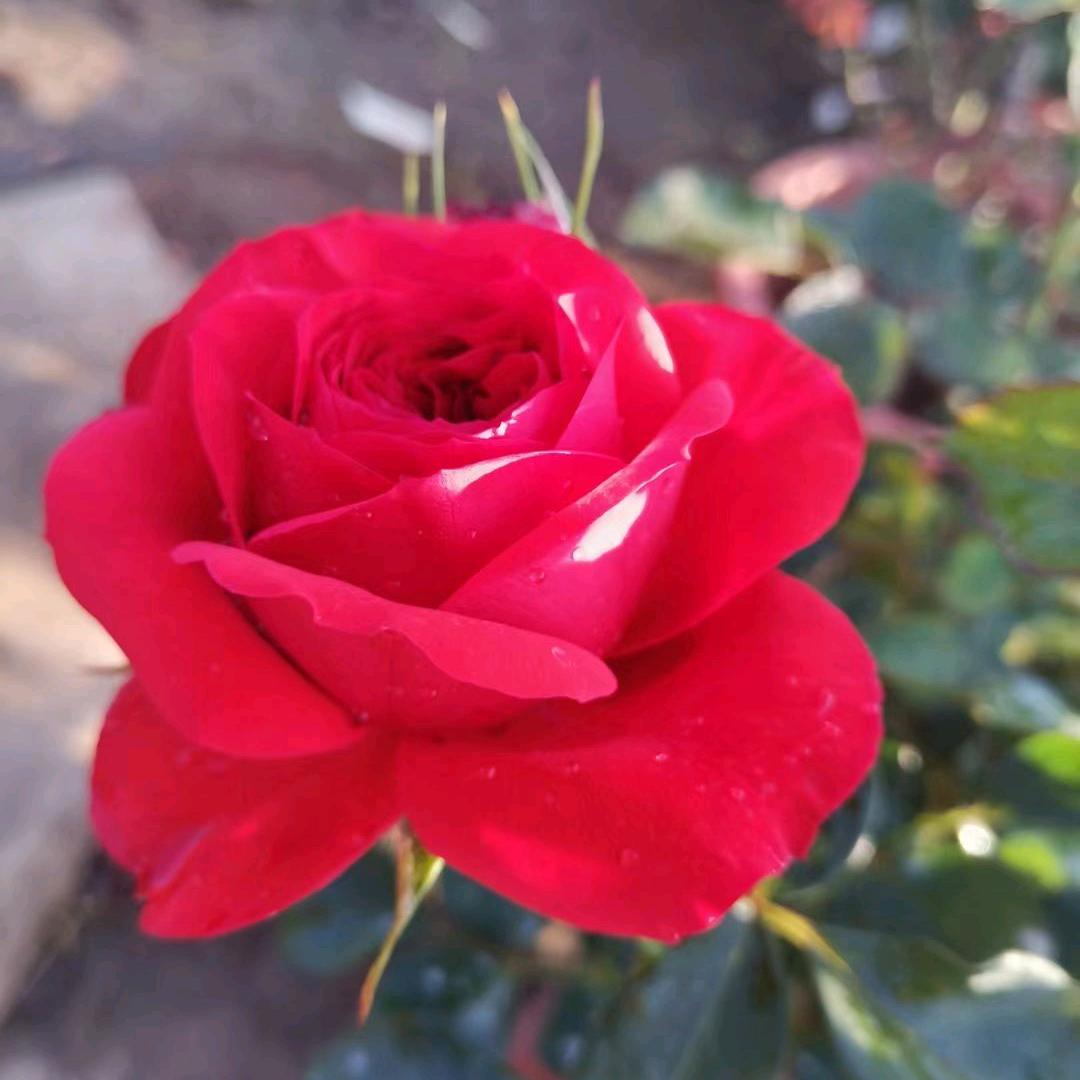 在爱就不礼貌了