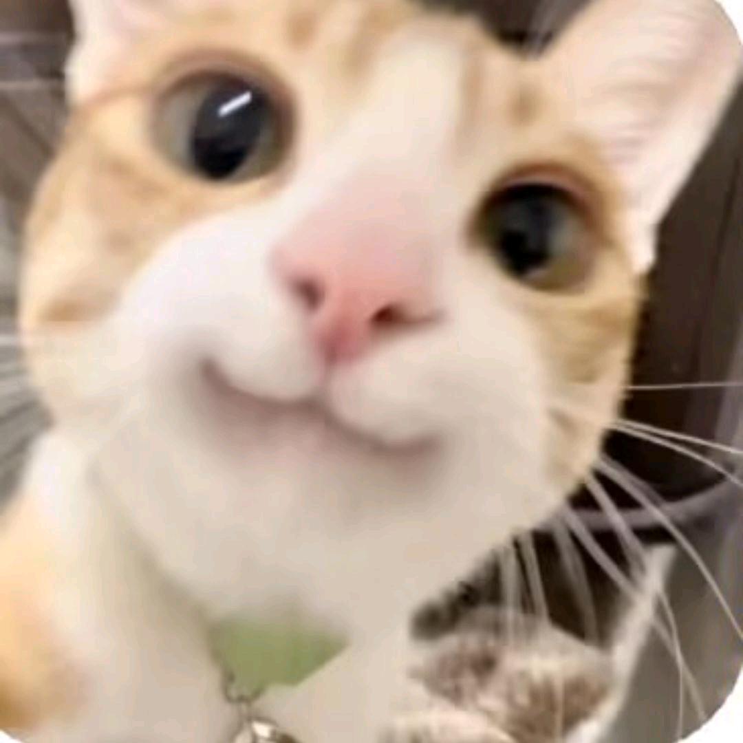 傻猫