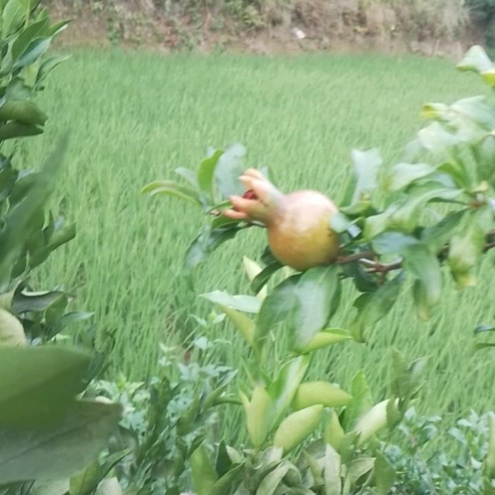 环李滴