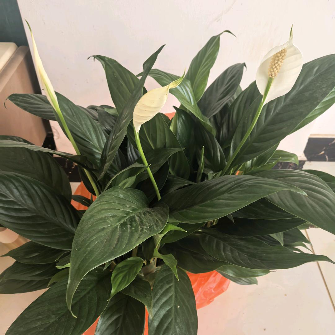 新的开始