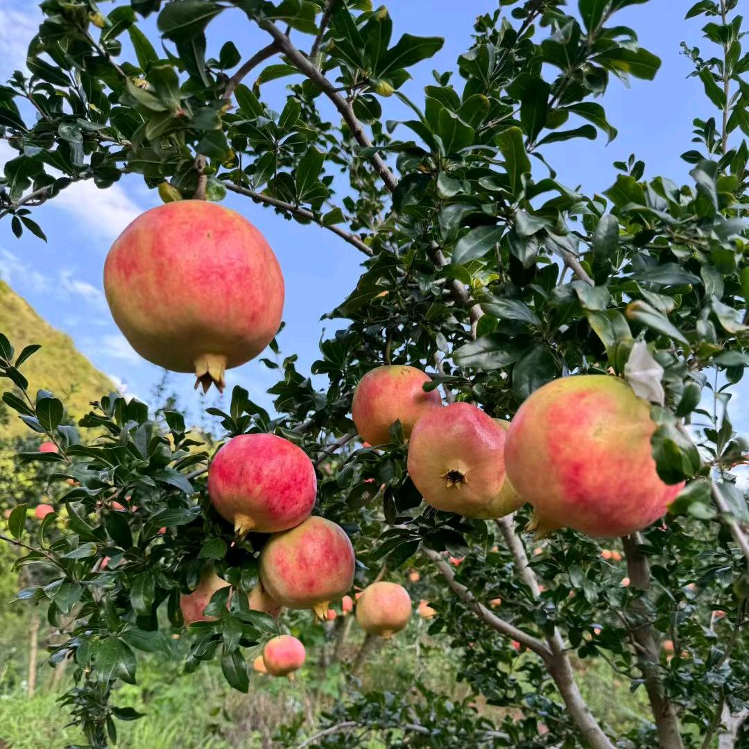好戏在后头