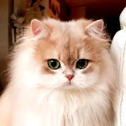 我在批评你😡😡😡