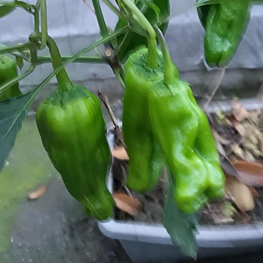 太湖琴姐