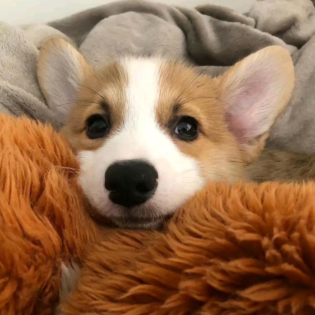 corgi