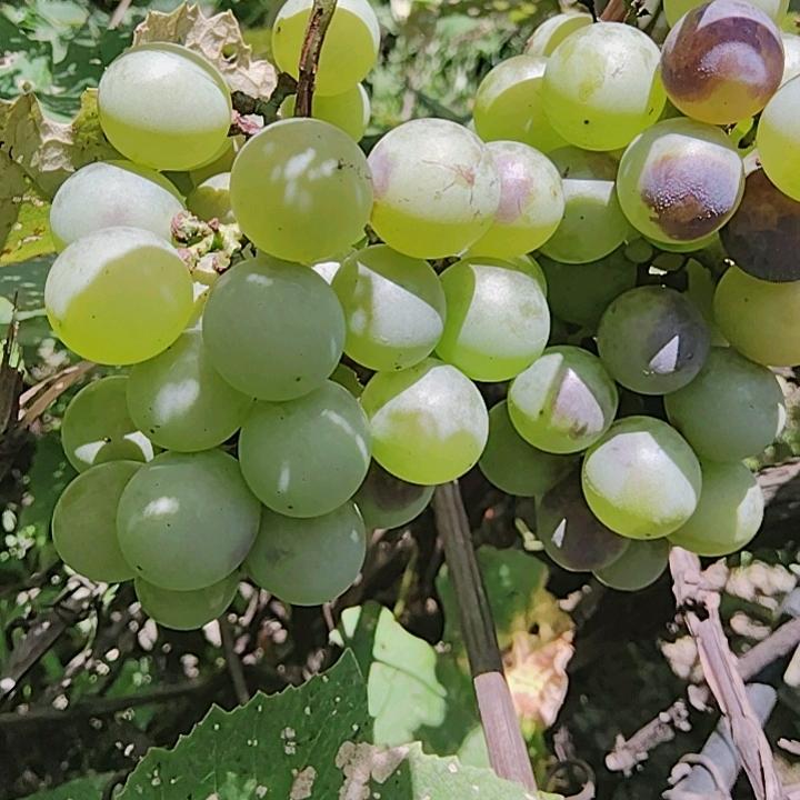 山歌，小碗