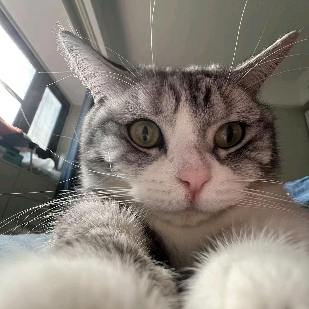 懵逼水獭