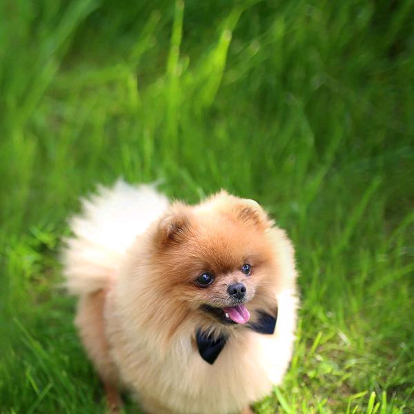 爱你哟风生水起