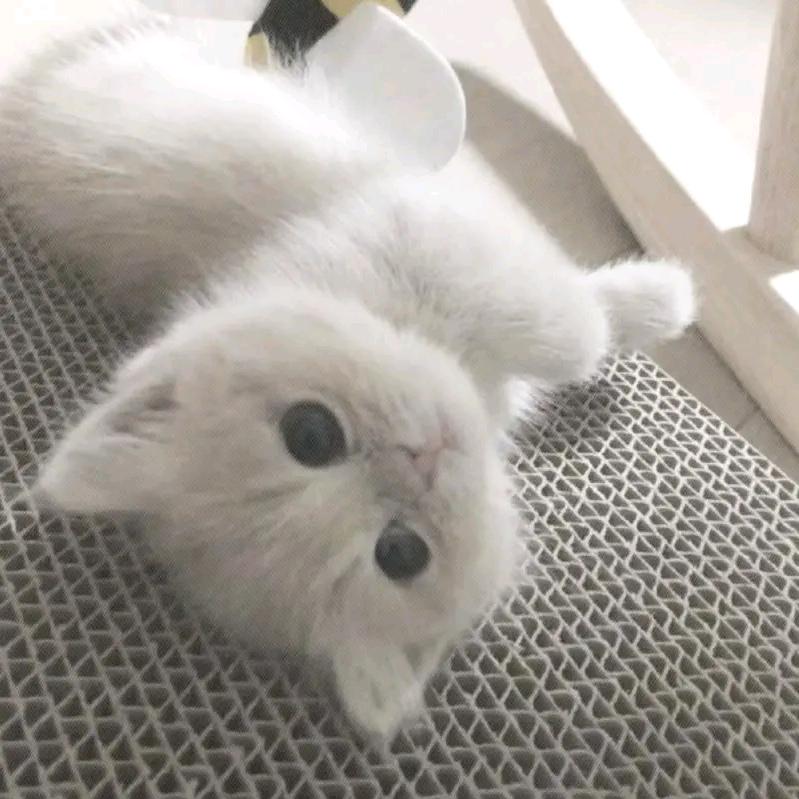 龙井