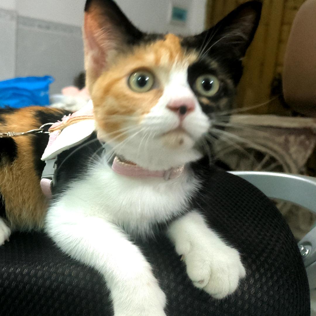 饭团