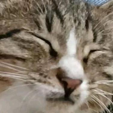 丸子黑猫🅴