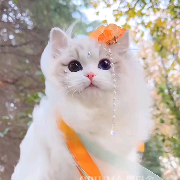 自由行走的鱼