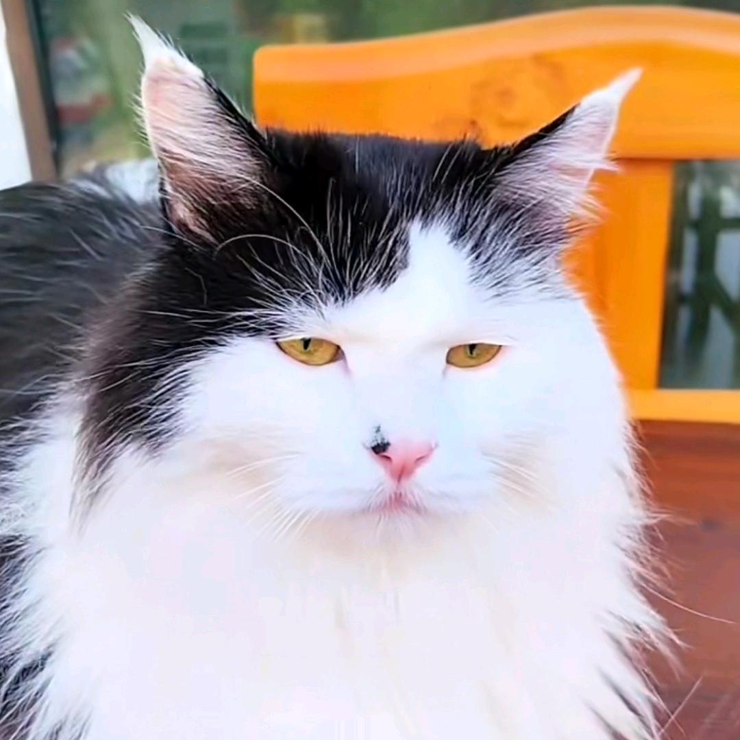 豹猫💞丁⁷⁰³闪电💞丁⁷⁰³