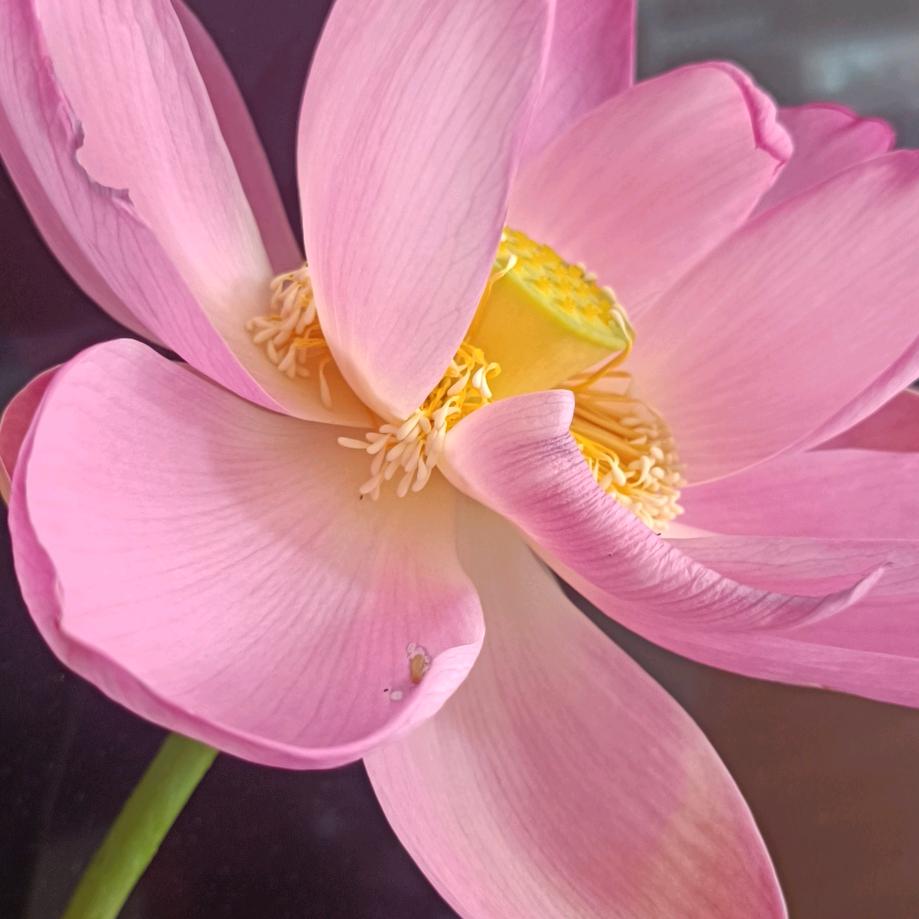 萌