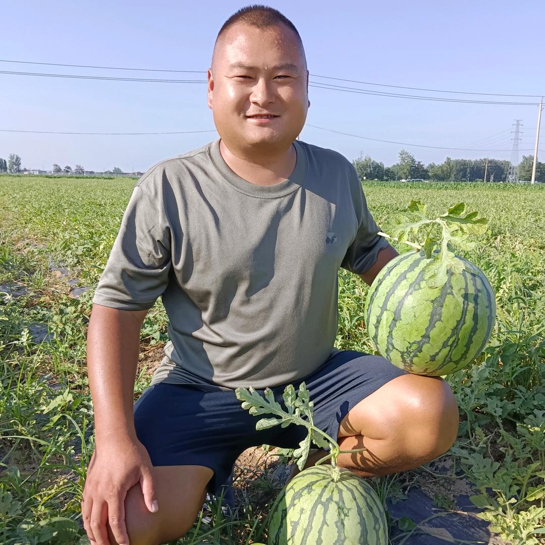小厉讲西瓜。