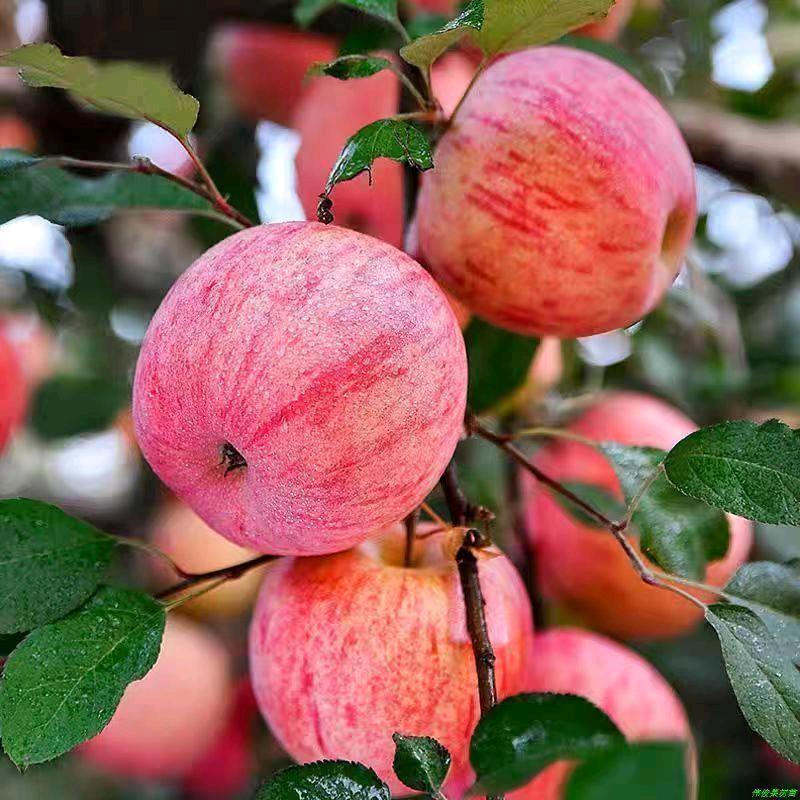 红斌果树苗木专营店