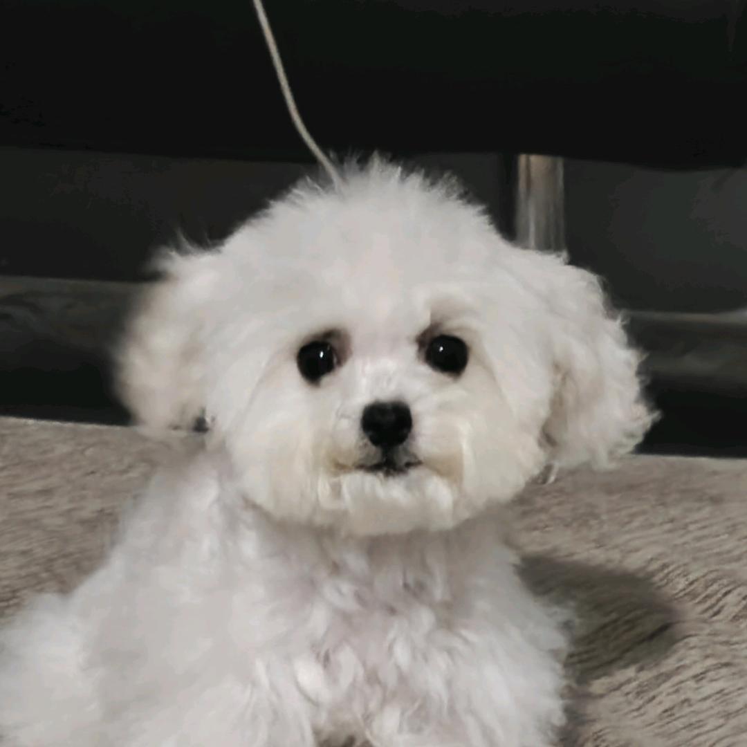 小狗🐶商人