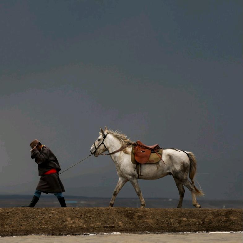 玛曲—贡塞（藏獒，藏獚）