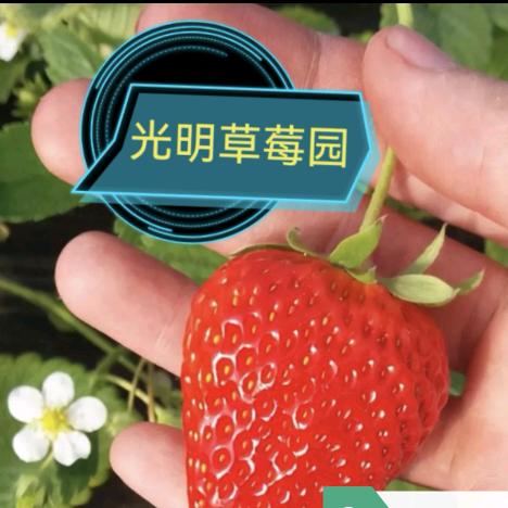 🍄光明🪷草莓园🍄