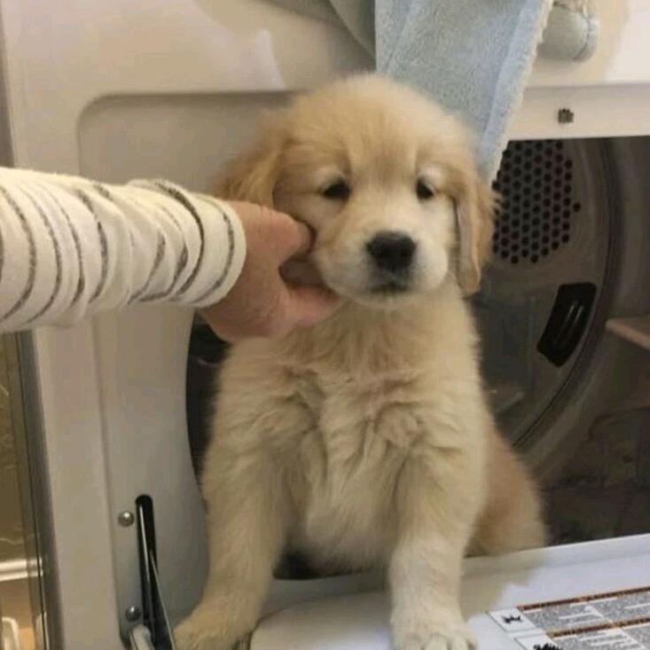 风信子