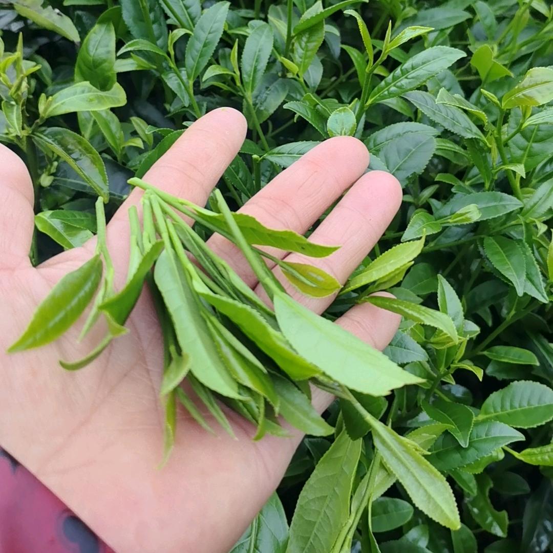 狗牯脑高山茶
