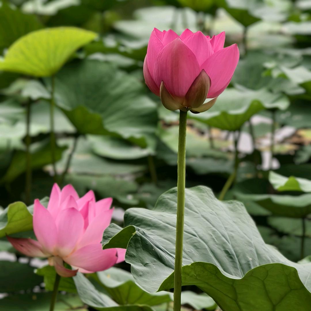 丽丽