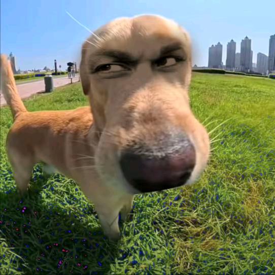 皮皮.