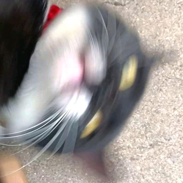 爱笑的机智猫🐱