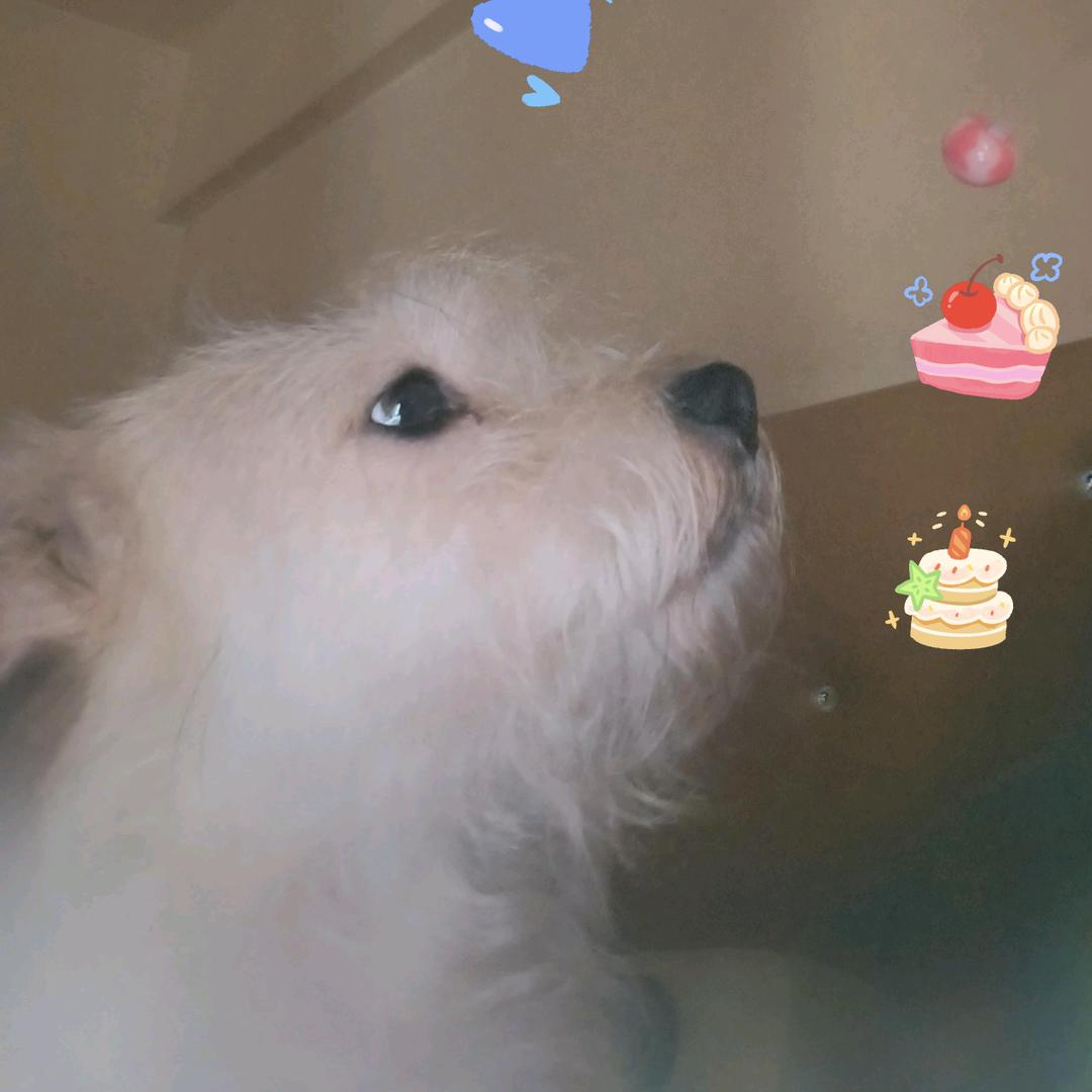 家有🐶🐶🐶狗