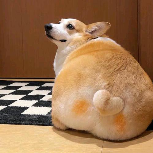 辉冠梦洋建设工程直播号