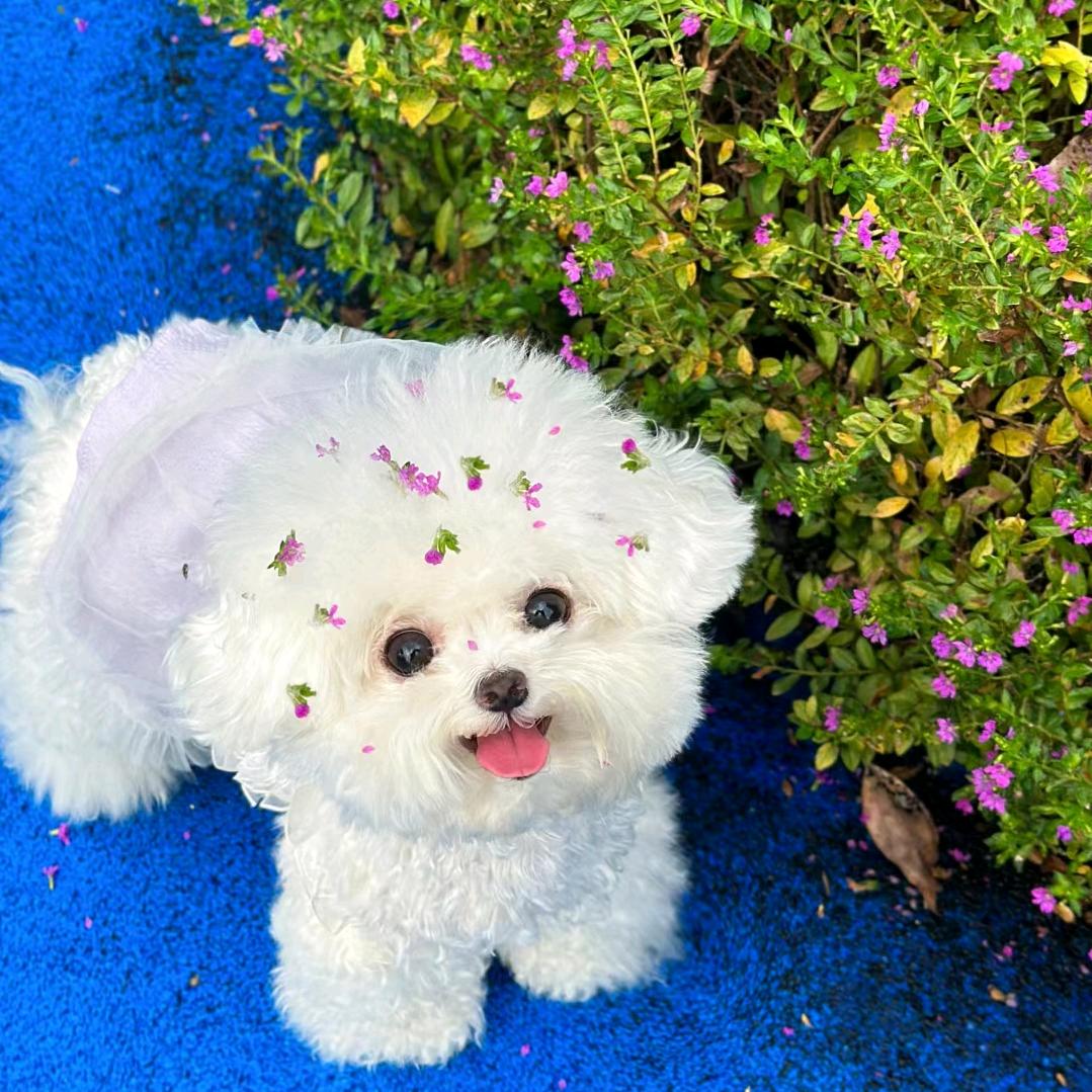 山楂陈皮（农民版）