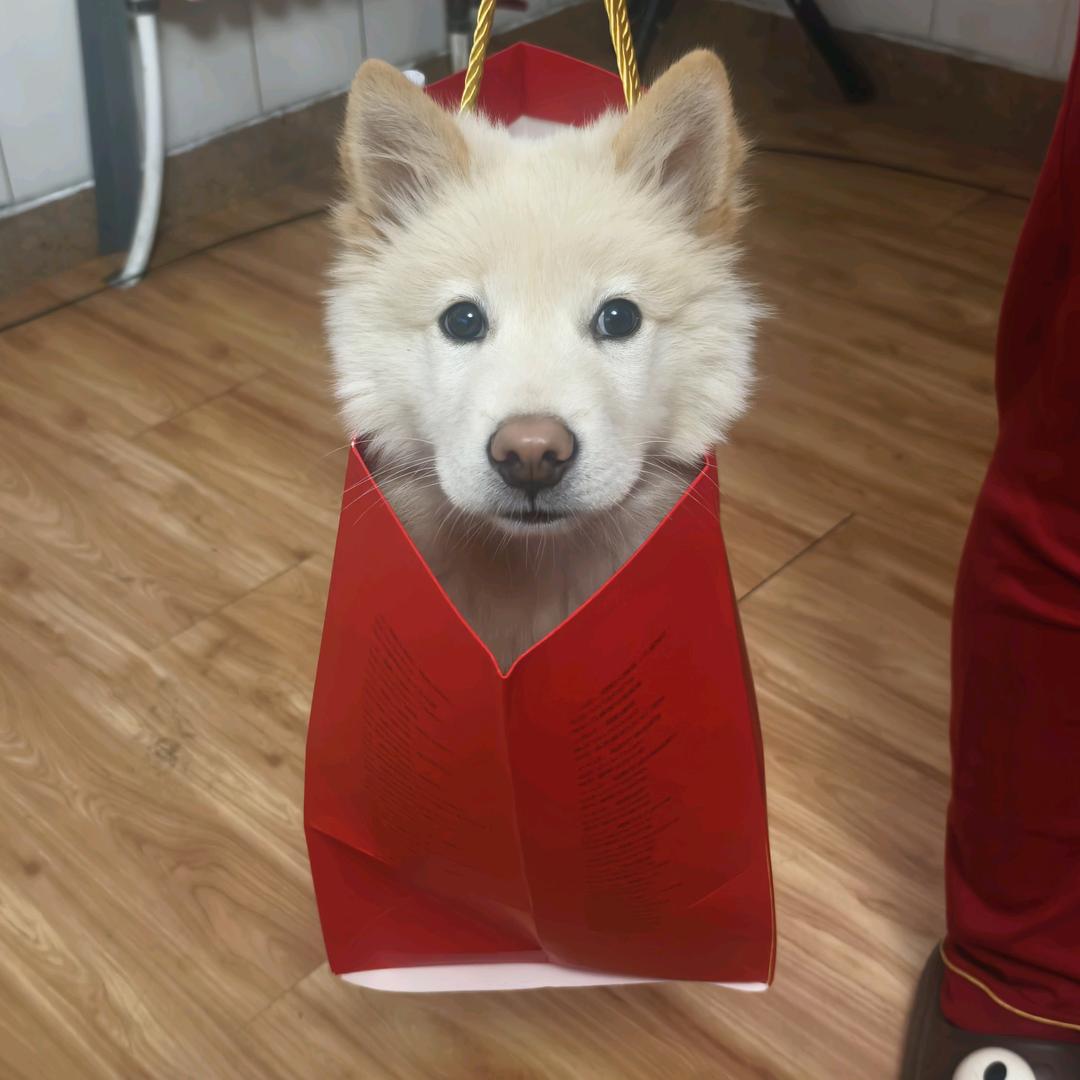 十一的成长日记