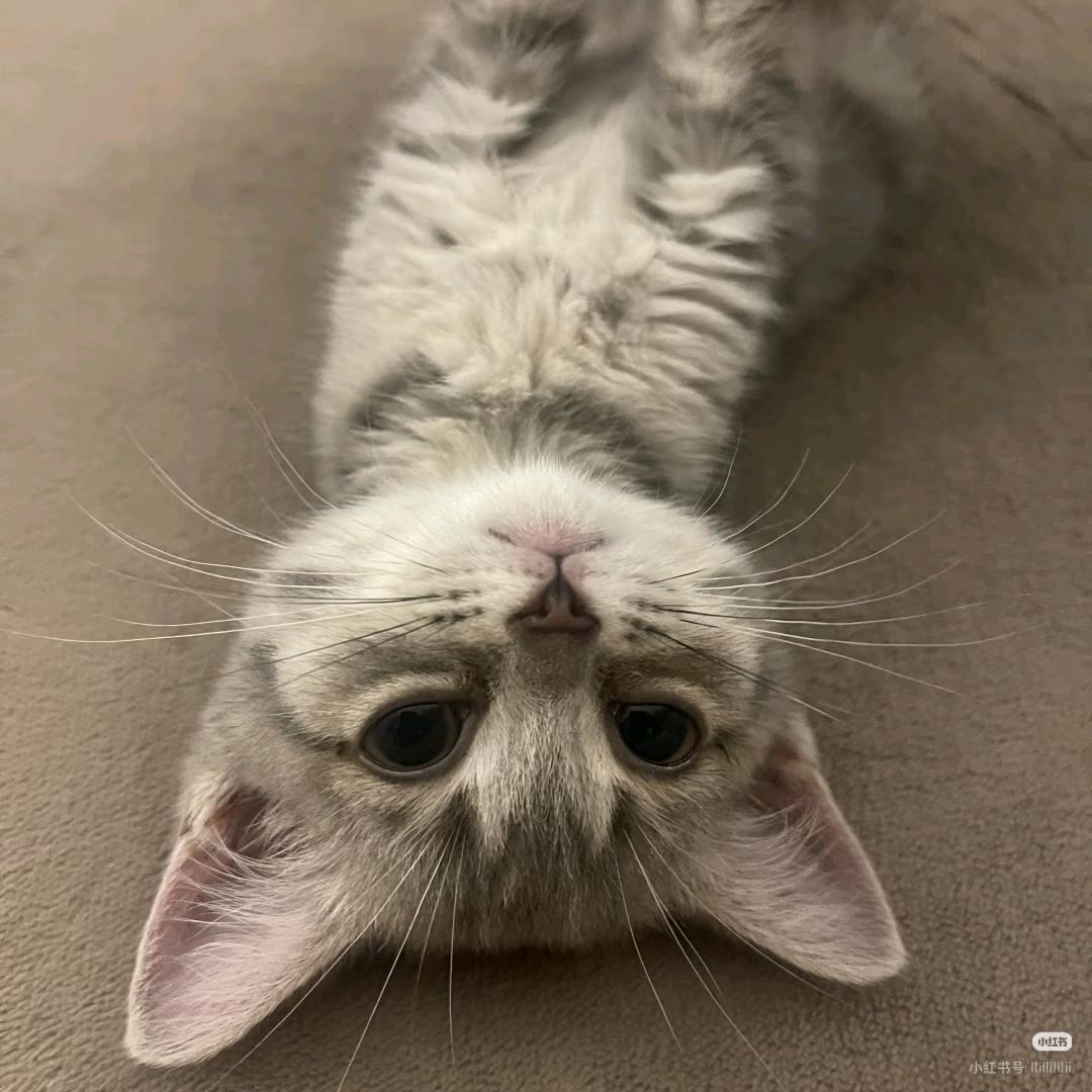 狸੭