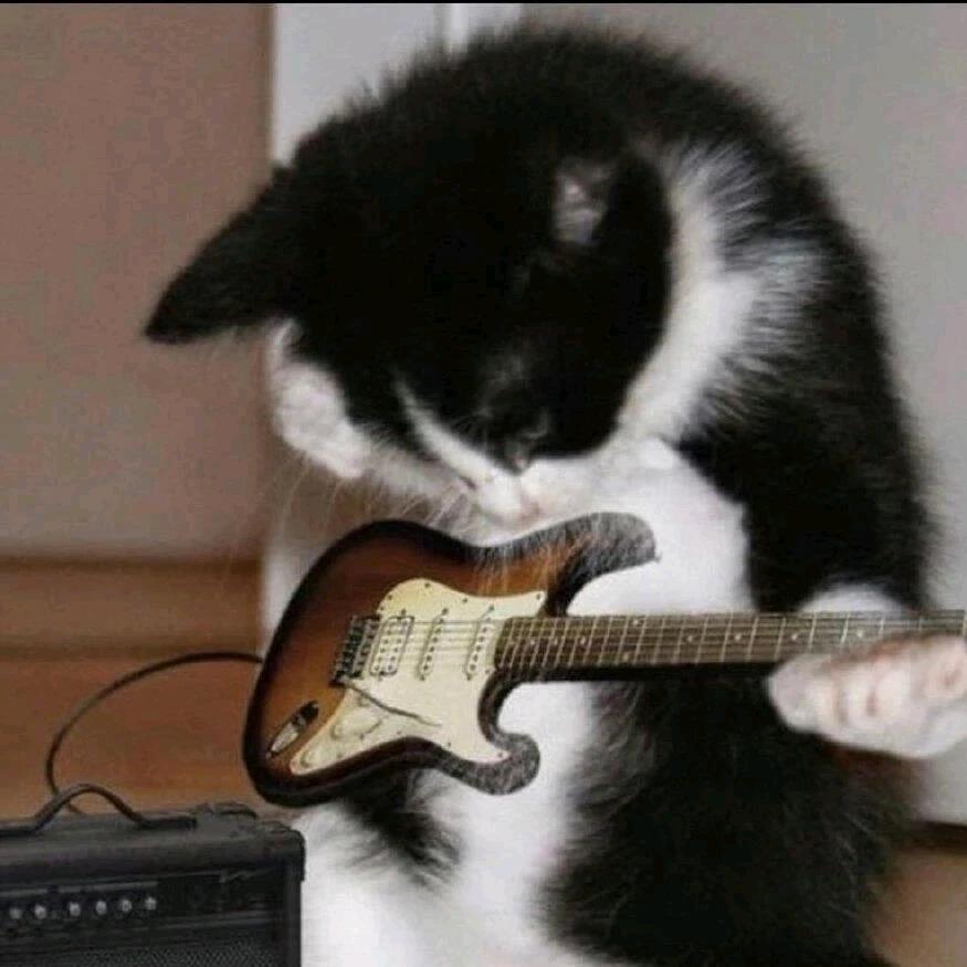 旅行的小猫咪🐾