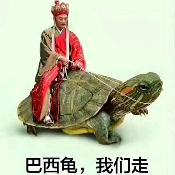 王八八