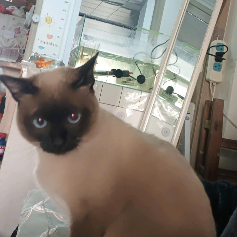 盛涵添航