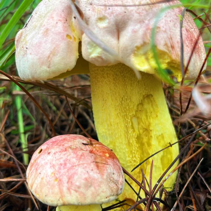 肉姐《记录生活》