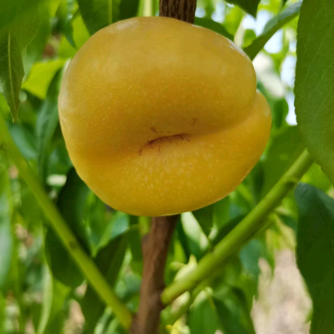 优果优果