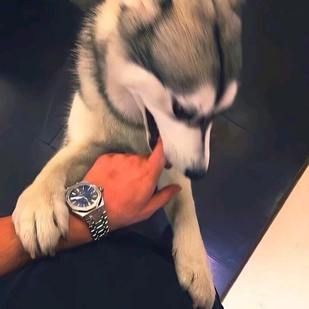 全世界最幸福的排骨