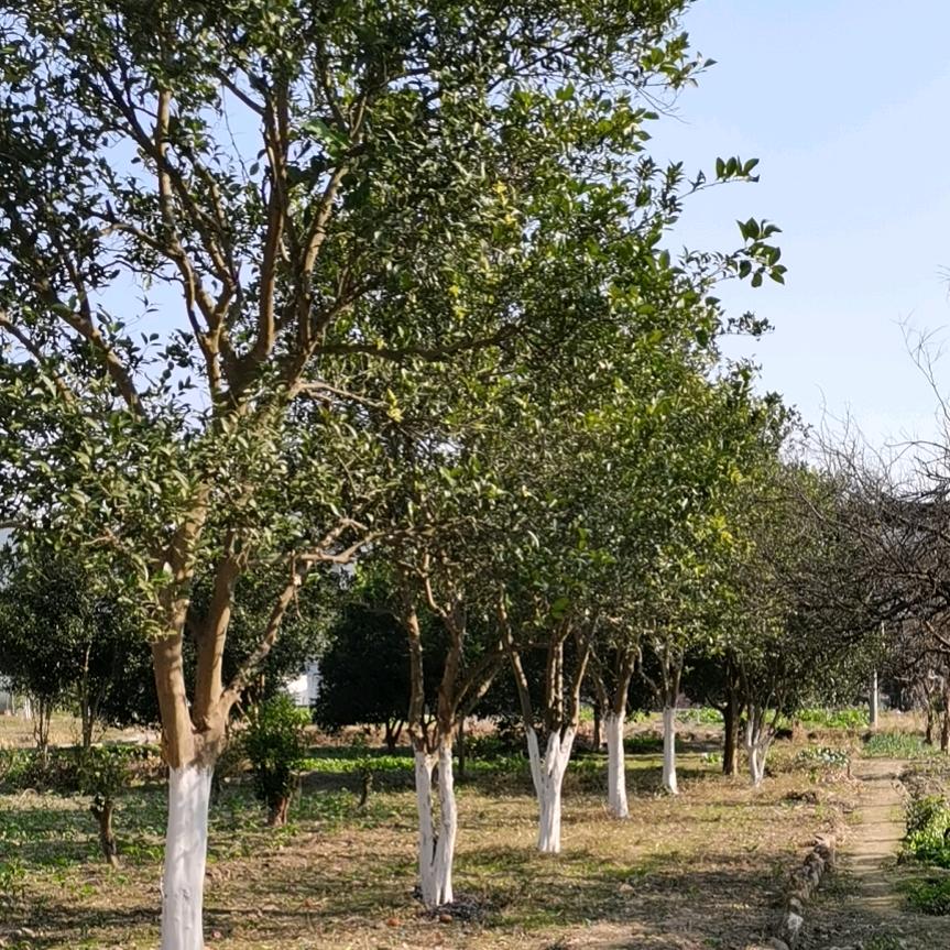 修水县西港镇湾台村村支书周丙生助农直播