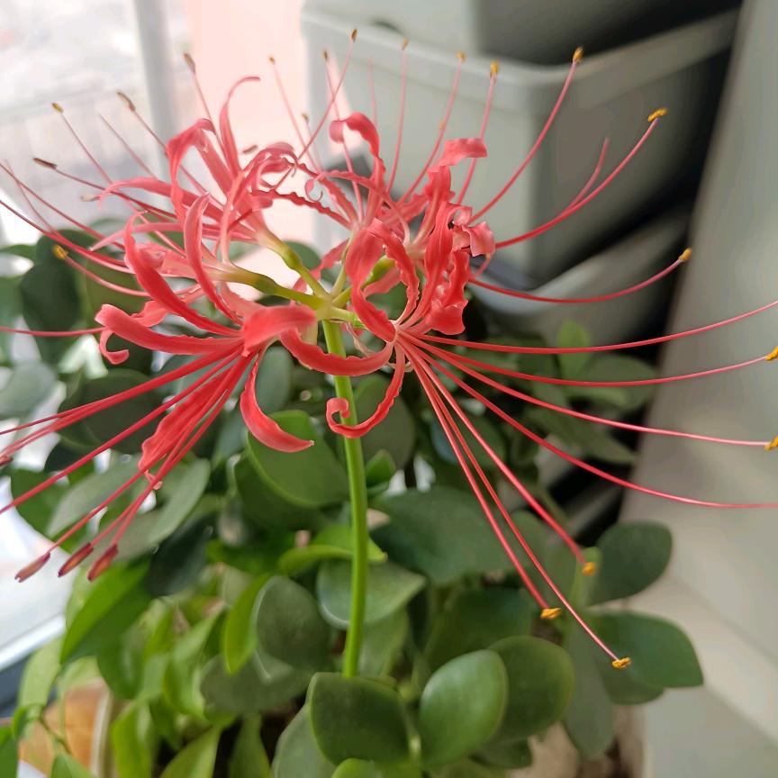 微笑只是一个表情