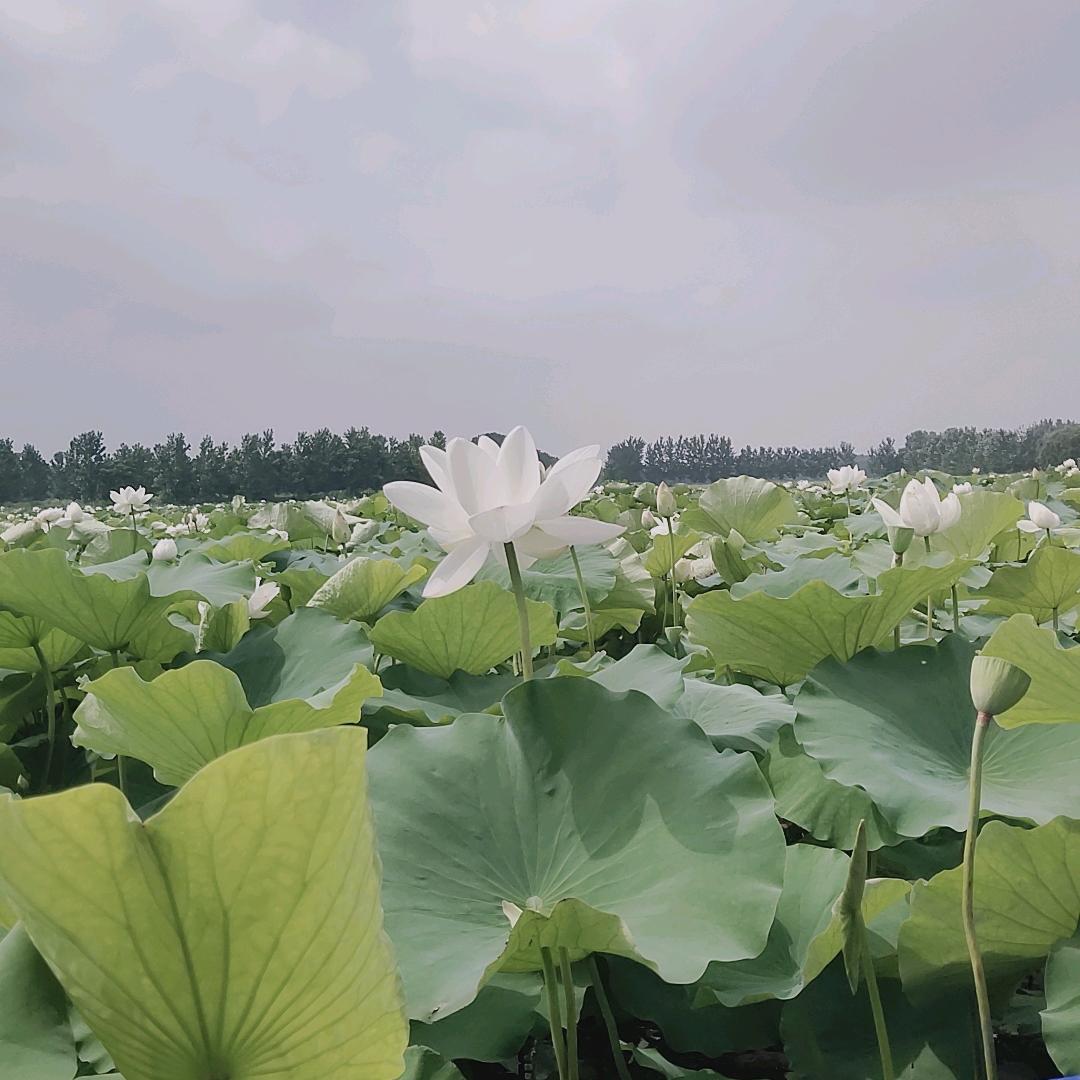 玲玲