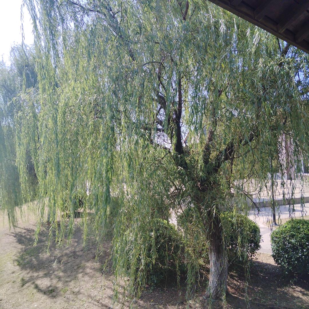 樱花颜